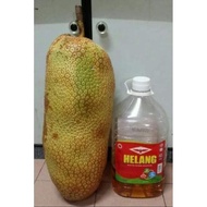 Pokok cempedak King Hybrid