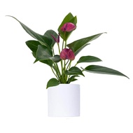 tanaman hias bunga  anthurium ungu