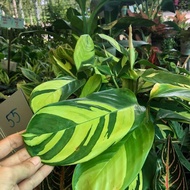 [Kiểng lá] Cây Đuôi công Ctenanthe Golden Mosaic (Never Never Plant) - Trang Flowers