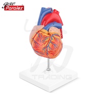 A400 - Human Heart 2 Parts Anatomy Model