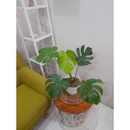 monstera deliciosa sehat koleksi pribadi