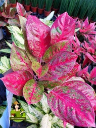 Aglaonema Red Stardust with FREE white plastic pot, pebbles and garden soil (Rare Plant) -  Live Plant /Indoor Plant