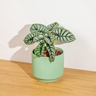 銀龍觀音蓮綠陶盆 桌上盆栽 室內植物 開幕送禮 喬遷禮物