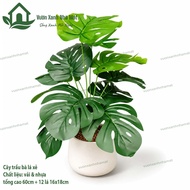 Monstera deliciosa (Monstera deliciosa) 12 leaves 60cm high decor to decorate miniature potted plant