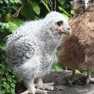 Burung hantu bubo sumatranus