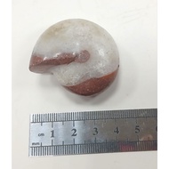 ~~ star~Flame Ammonite (Indonesian Ammonite)~Polished~Ammonite Fossil~