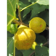 Bibit buah tin UCR - FC