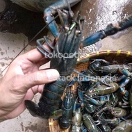 Lobster Air Tawar Konsumsi hidup (Jumbo)