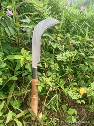 Arit/Candung Pohon Salak