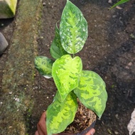 Aglaonema pictum "Bicolor"