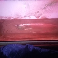 ikan arwana silver red size 40cm up