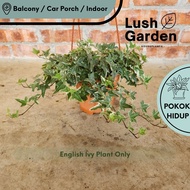English Ivy Variegated / 常春藤 Daun Pokok Gantung Berjuntai Hiasan Anak Pokok Hidup Hanging Plant [Lus