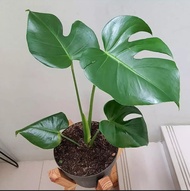 Tanaman hias monstera deliciosa / monstera deliciosa