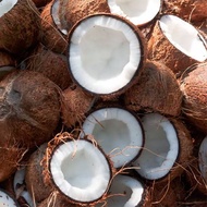 1 Whole Old Coconut