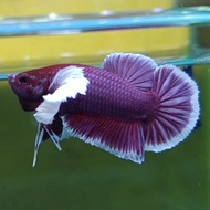 Betta FISH + PLAQUE + PINK DUMBO EAR + LAVENDER DUMBO EAR