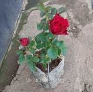 tanaman bunga mawar / tanaman mawar / bunga mawar / pohon bunga mawar