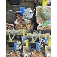 In-stock现货/Kalanchoe rhombopilosa var. argentea白灵芝/碧灵芝/Succulent 多肉植物(photo update 7-7-2026)