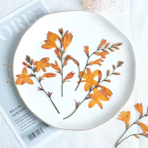 5-10cm/12pcs,natural pressed orchid Flower,dried renanthera branches DIY photo frame bookmark desk l