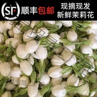 Stall Fresh Flower Bracelet Fresh Jasmine Flower Jasmine Flower Bracelet Guangxi Bud FH1Q