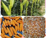 Hybrid Corn Seeds/Feeds Corn/Binhi Dekalb Seeds for Planting(50seeds per Pack)