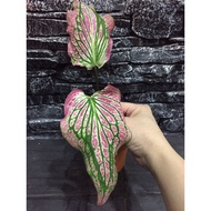 Caladium Thai Beauty - Shemine Garden