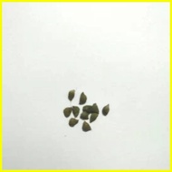 ♞,♘【COD】10pcs Rare Calathea Seeds Air Freshening Plants Seeds #SW16