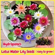 เมล็ดพันธุ์ ดอกบัวน้ำ เมล็ดบัวจิ๋ว บรรจุ 2 เมล็ด Mini Lotus Water Lily Seeds Hydroponic Flower Seed เมล็ดดอกไม้ พันธุ์ดอกไม้ บัวแคระญี่ปุ่น ต้นไม้มงคล บัวแคระ ต้นไม้ฟอกอากาศ บอนสีราคาถูก ต้นบอนสีสวยๆ บัวน้ำ บัวจิ๋วญี่ปุ่น บอนสี บัวเเคระ บอนสีราคาถูกๆ