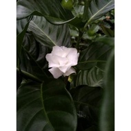 BUNGA CINA/BUNGA MELUR/GARDENIA AUGUSTA