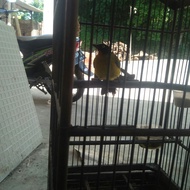kutilang emas rawatan