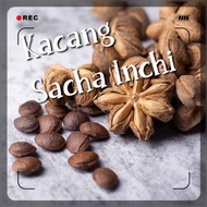 Biji Benih Kacang Sacha Inchi Super Food