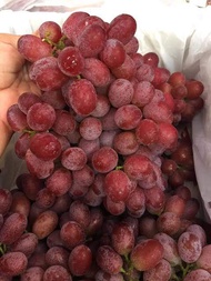 ต้นองุ่น ไร้เมล็ด สีแดง องุ่นคริมสัน” (Crimson Seedless) คือสายพันธุ์ที่หวานที่สุดในตระกูลไร้เมล็ดของออสเตรเลีย เนื้อมีลักษณะกรอบ มีสีม่วงแดง มีประโยชน์ในการบำรุงร่างกาย โดยเฉพาะช่วยบำรุงเลือด ทำให้ผิวพรรณสดใสด้วยความที่มีสารต้านอนุมูลอิสระแล้ว ยังมีรสชาต