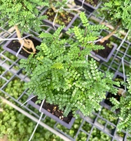 Zanthoxylum Beecheyanum Bonsai – Low Maintenance Bonsai Bonsai Gift Tree