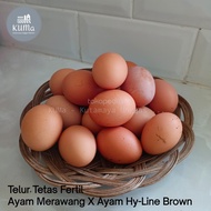 Telur Tetas Fertil Ayam Merawang X Hy-Line Brown Fresh Dari Kandang