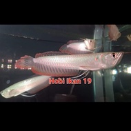 Ikan Arwana Red Silver Brazil/Arwana Silver Red Brazil/Silver Red Aro 