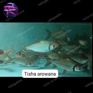 ikan rff American flagtail RFF tankmate arowana predator