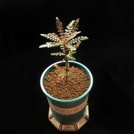 SG2937-大🈹️引の索娜乳香/索科特拉島經典品種🔥多肉植物小盆栽禮物🔥