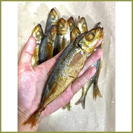 ◄ ✤ ♙ Tinapang Galunggong / Tinapang Bataan / fresh vacuum sealed/ quality masarap malinamnam hindi