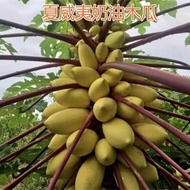 🍐10 Biji Benih🍐Betik Hawaii 夏威夷木瓜种子