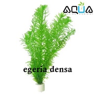 Aqua Plants Egeria Densa (BUNCH束) (1021)