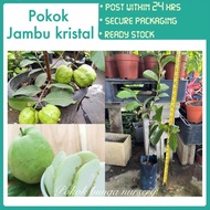 PBN - Pokok Jambu kristal - guava fruit sapling pokok bunga nursery fruits outdoor plant buah buahan