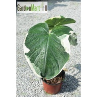  Caladium Mickey Mouse Taro Rare Live Plant Pokok Keladi