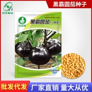 现货黑霸圆茄种子  紫色圆茄子种籽四季简单易种蔬菜种孑合丰black bully round eggplant seed purple round eggplant seed20260325