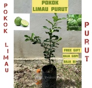 Anak pokok limau purut (hybrid) thai murah/ Pokok limau purut