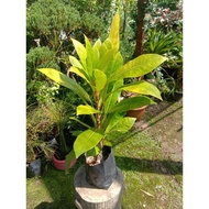 (READY STOCK) Pokok bunga puding (variasi)
