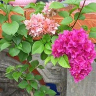 fertilizer for plants plants ♀SET 8 variety Bougainvillea cuttings (NOT YET ROOTED)☆