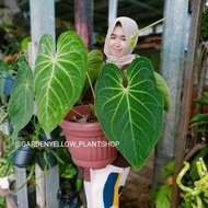 Tanaman Hias Anthurium Kalong Big Size / Kuping Gajah / Inc Pot