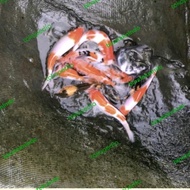 Promo Ikan Koi Mix Import UK 18-20cm (Minimal 5Ekor) Ikan Koi/Fish Koi