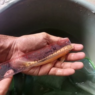 ikan hias air tawar CAE algaiter jumbo