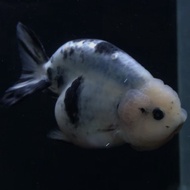 RANCHU RANCU SAPI / IKAN MAS KOKI RANCHU COW / GOLDFISH FANCY