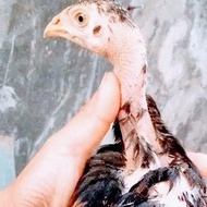Anak Ayam Bangkok pakoy,super,brajamusti/Usia 2bulan/Harga per ekor